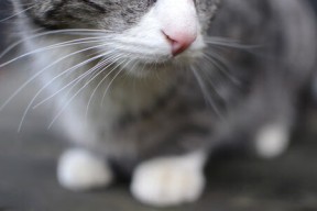 开云官方-浙江雄狮节奏掌控能力提升主导比赛走势，浙江雄狮多少钱一包