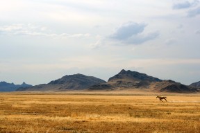 开云体育网页版-新月进军欧陆级别转会市场，欧月新星
