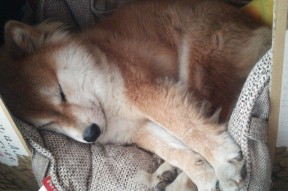 开云官网-职业球员对规则细节理解差影响比赛决策，球队规矩