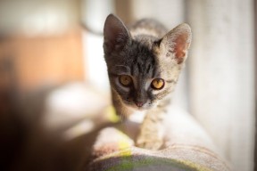 开云体育平台-博卡计划加强心理素质与比赛韧性培养，博卡青年培养出的球星