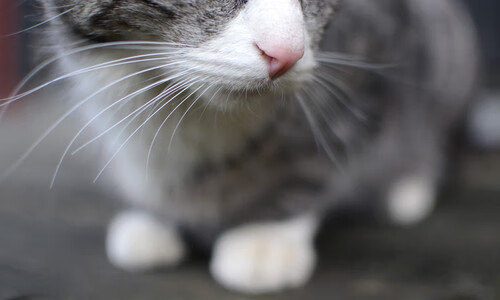 浙江雄狮节奏掌控能力提升主导比赛走势，浙江雄狮多少钱一包