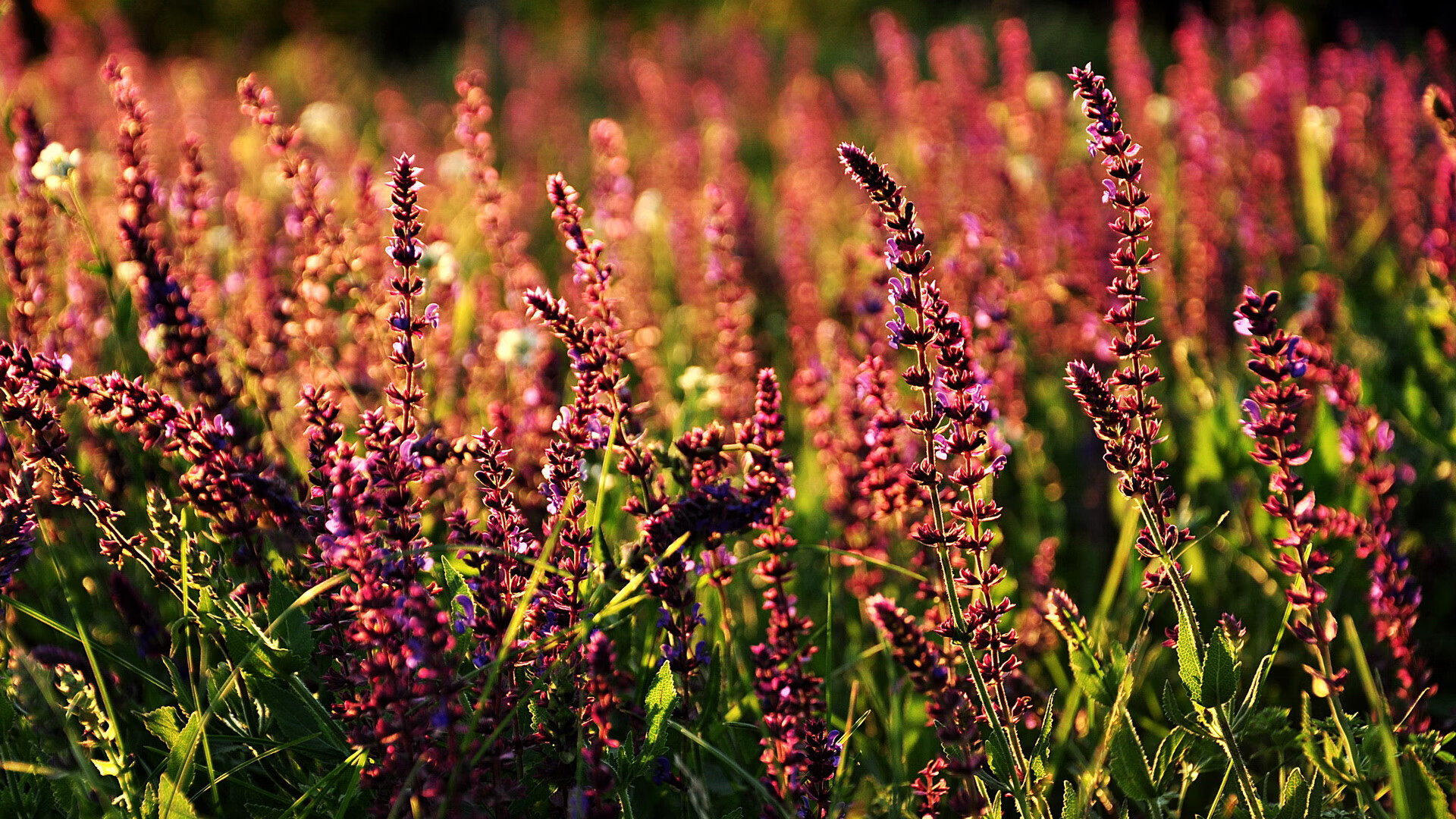 F1中国大奖赛将于明年回归，f1中国大奖赛在哪