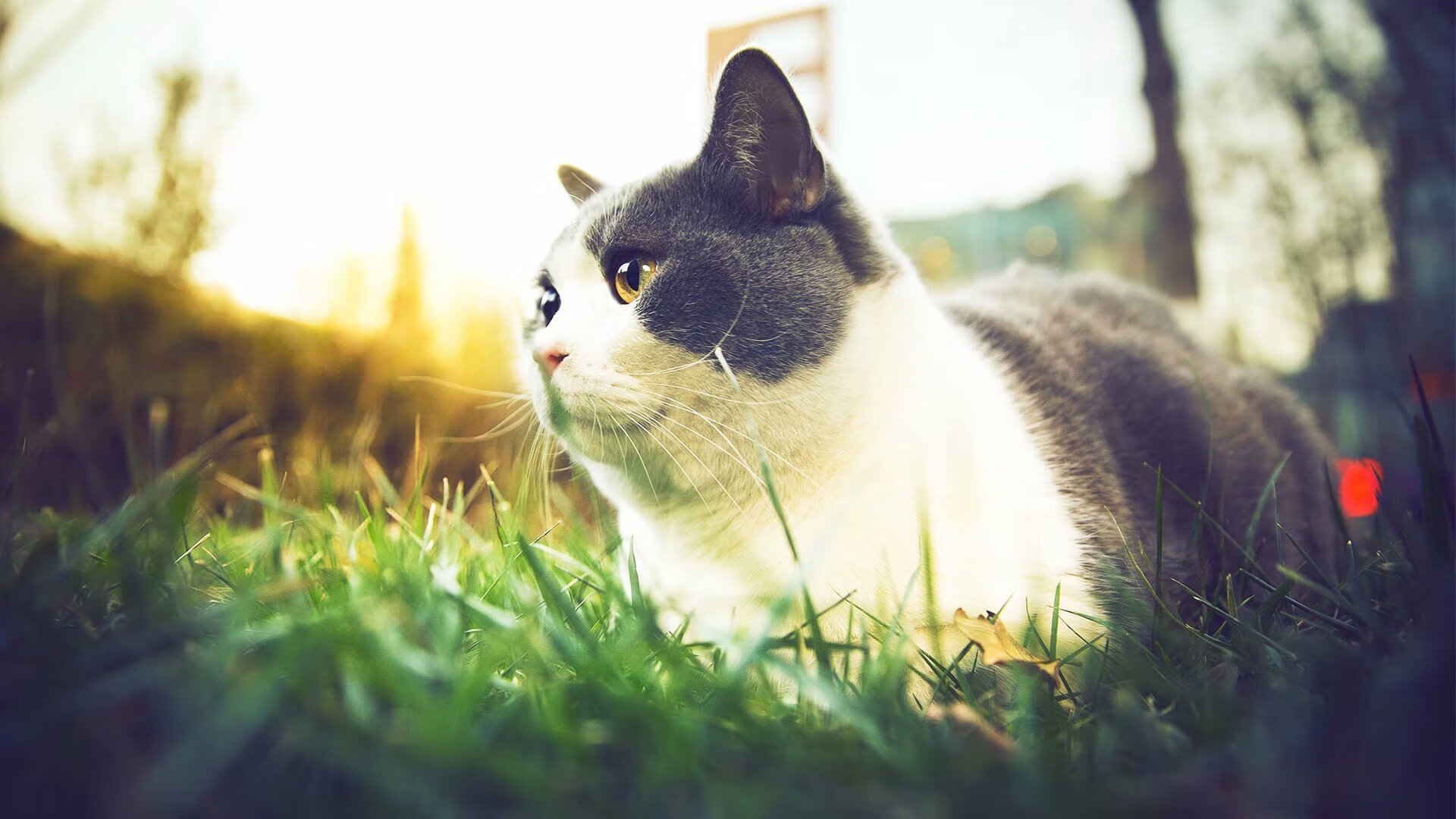 “埃尔斯·霍斯特的非凡防守，南非羚羊队更具竞争力”