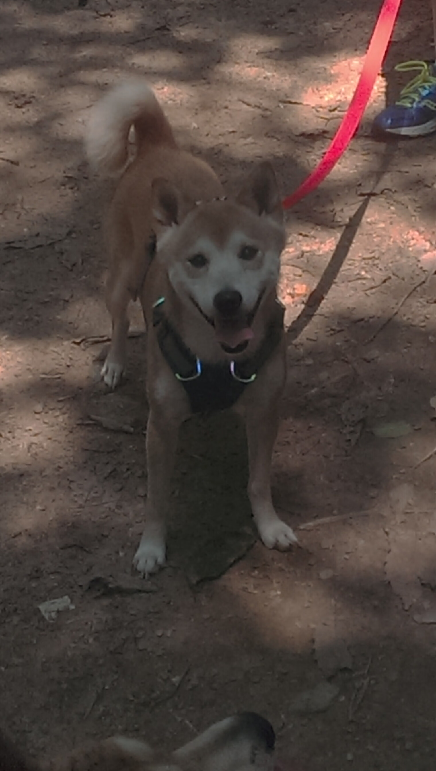 “马科斯·梅特罗：阿根廷美洲狮队的防守核心，未来更具破坏力”