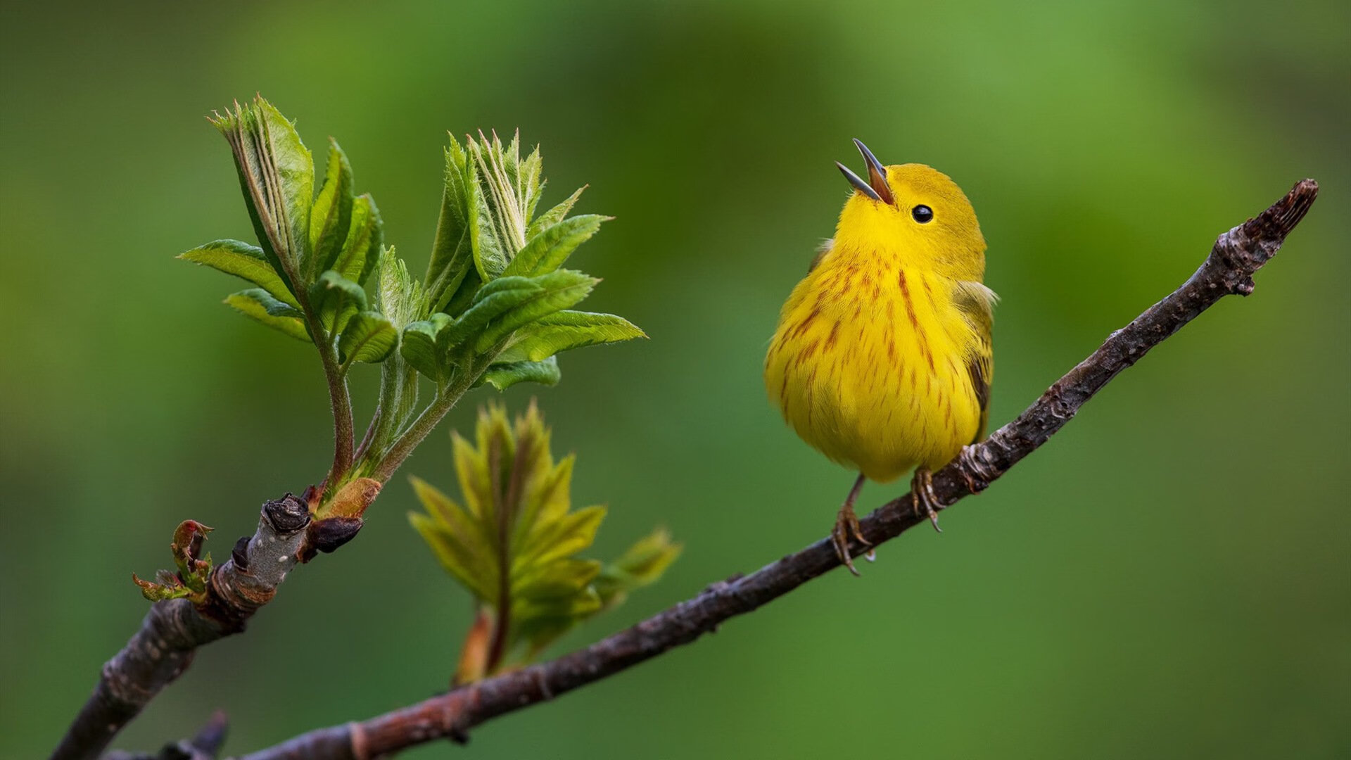 中国足球职业俱乐部球员健康数据智能管理，业余足球队球员数据统计app