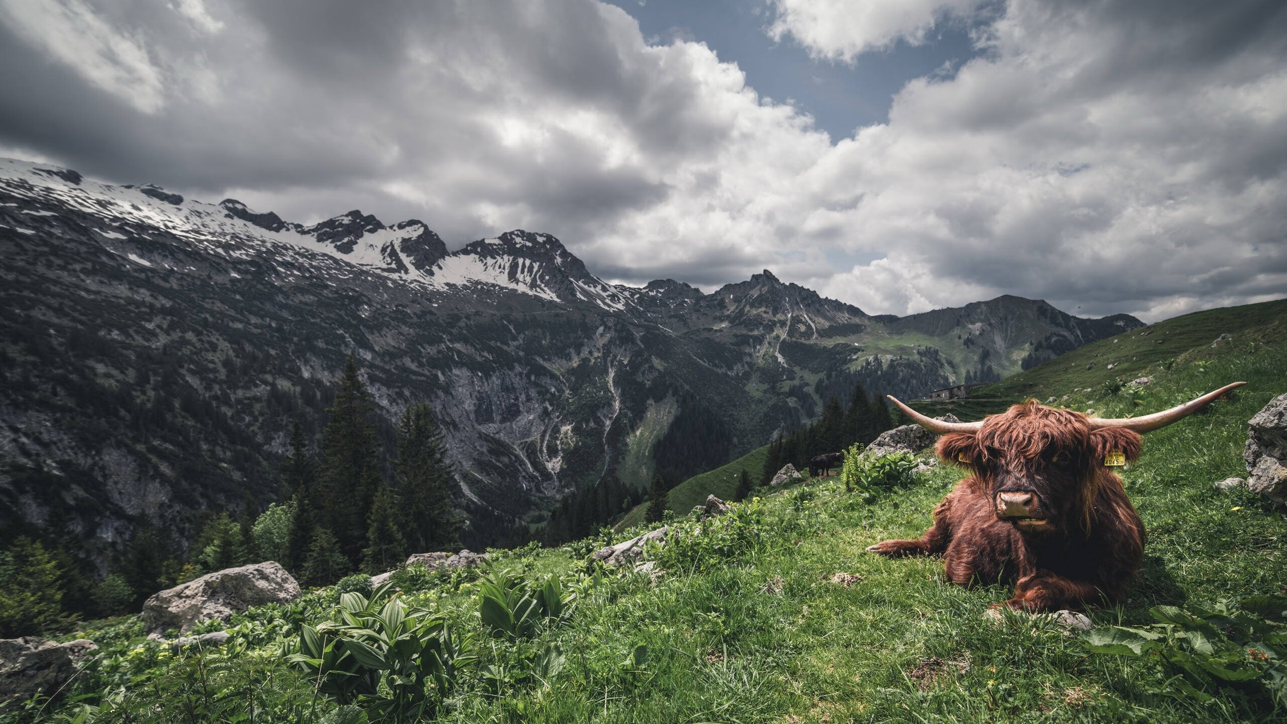乌拉圭整体实力提升,期待在世界杯中再创佳绩