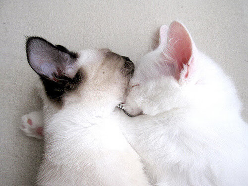 主赛场启用新地板材质，运动表现与安全兼顾，场地赛用什么车