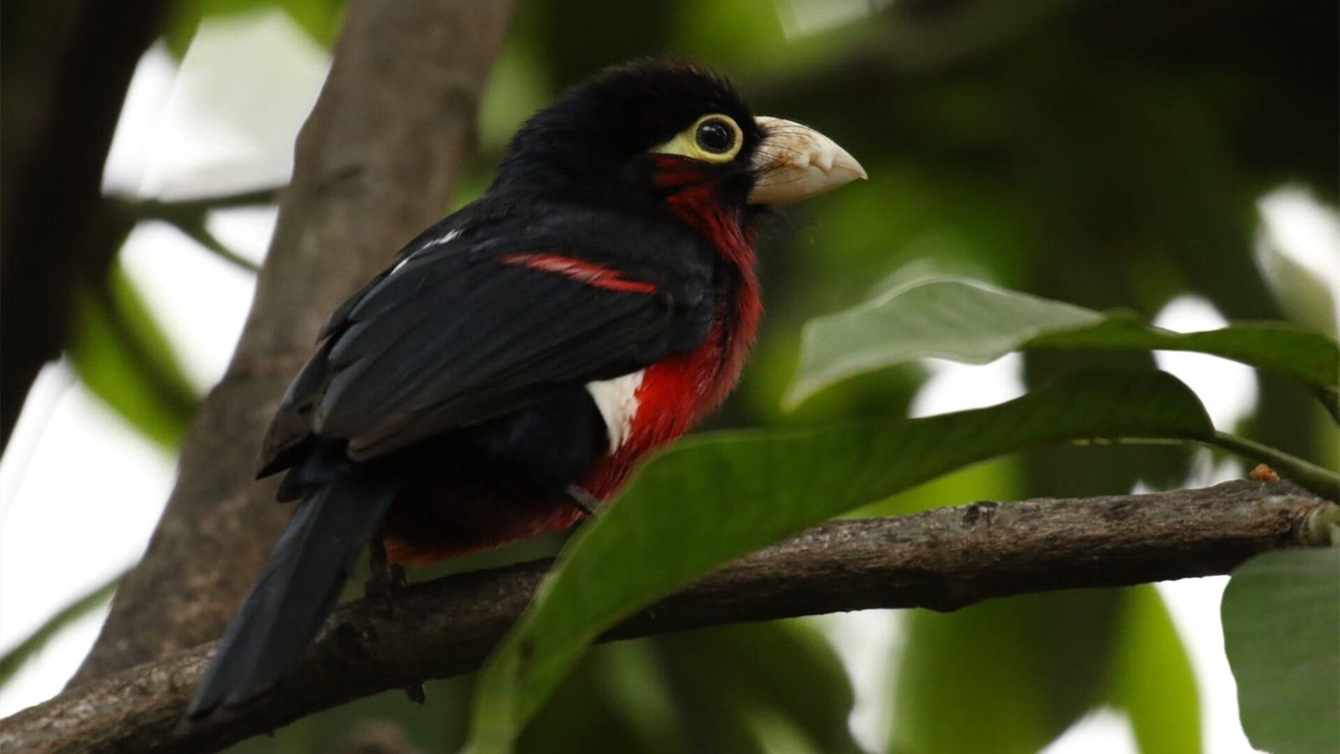 体育新闻中心临场决策回顾，体育新闻中心临场决策回顾报道